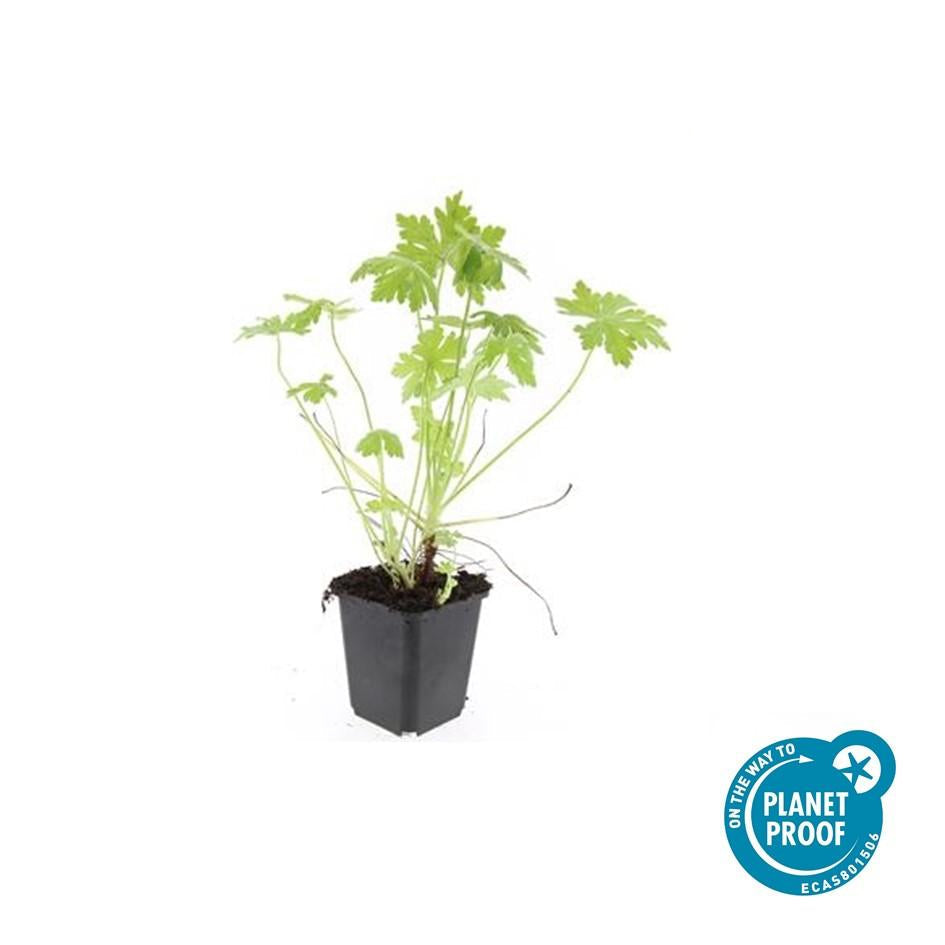 Balkan-Storchschnabel – Geranium macrorrhizum – 6 Pflanzen – Bodendecker – Winterhart – Duftende Blätter – Ø9cm ↕10-25cm 