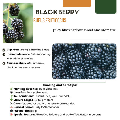 Bio Brombeere Rubus fruticosus – Biologische Brombeersträucher – Ø13cm – ↨20cm – 6 Pflanzen – Frostbeständig & Vieltragend – Für Balkon, Garten & Terrasse 