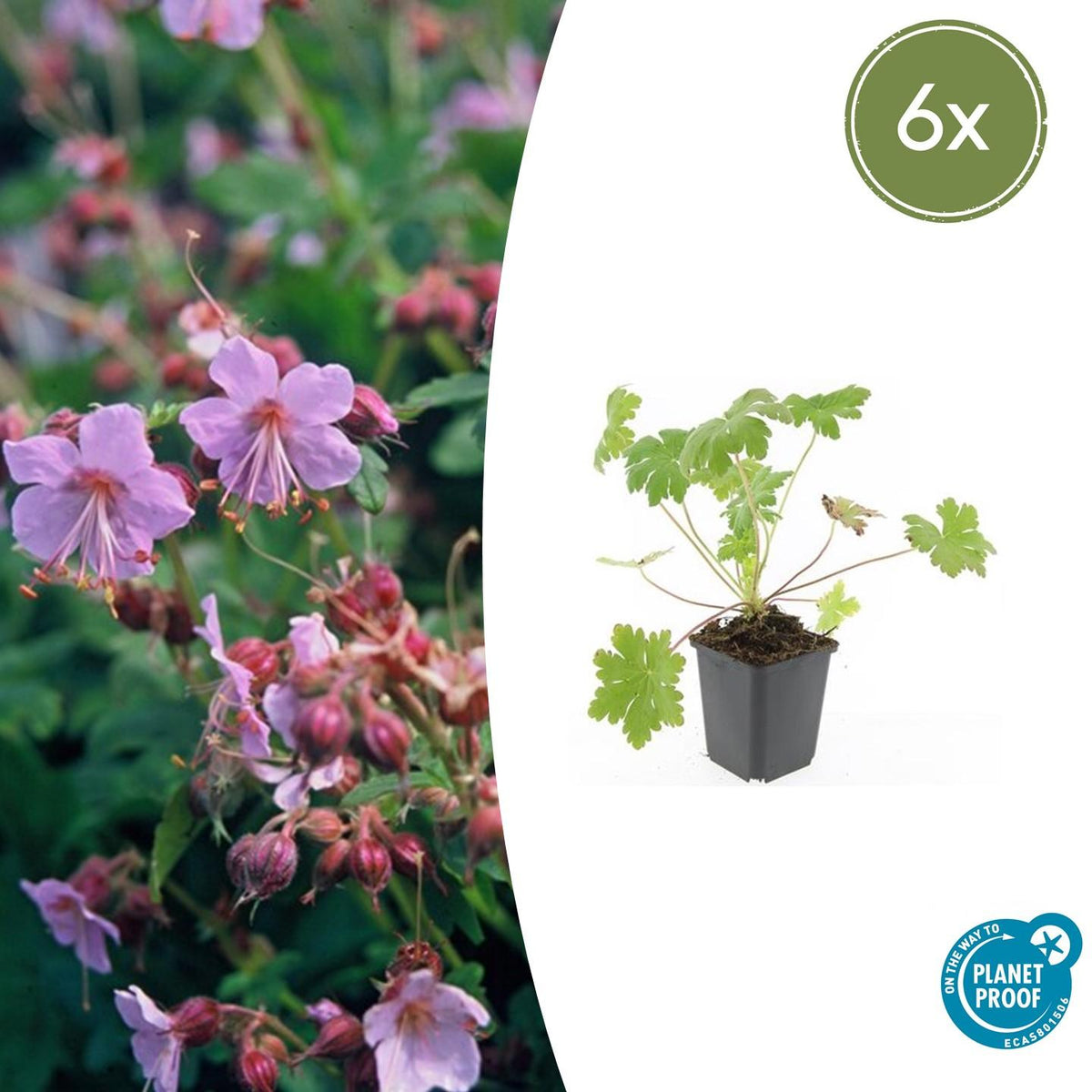 Balkan-Storchschnabel Geranium macr. 'Ingwersen's Var.' – ↕10-25cm – Ø9cm – 6 Pflanzen – Winterharter Bodendecker mit zartrosafarbenen Blüten – Duftendes Laub – Für Beete & schattige Bereiche – Pflegeleicht & robust 