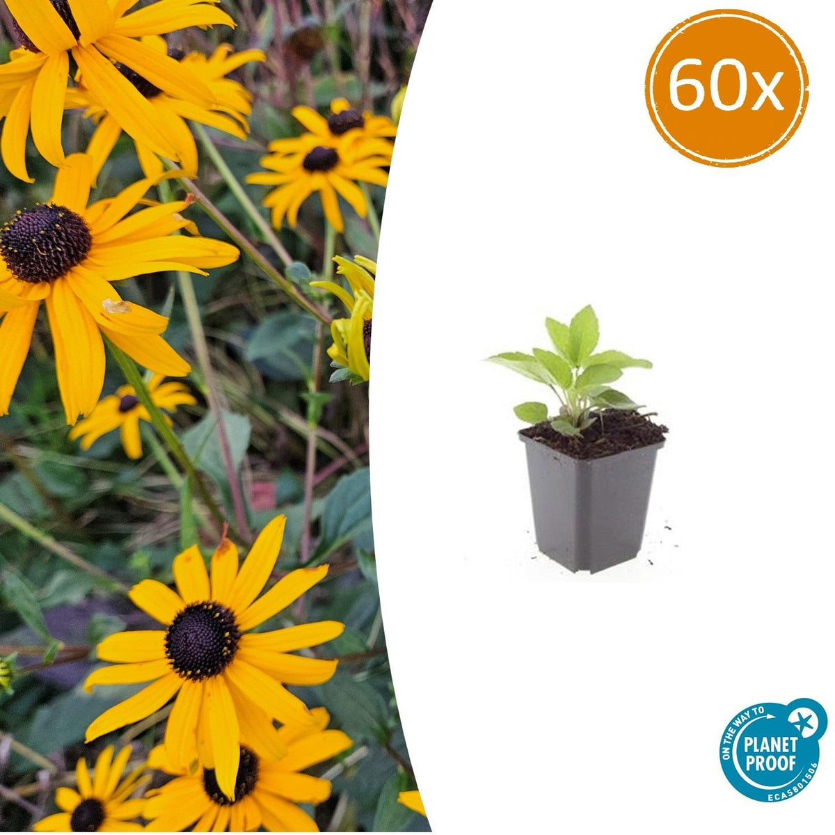 Leuchtender Sonnenhut Rudbeckia fulgida 'Goldsturm' – ↕10-25cm – Ø9cm – 60 Pflanzen – Winterharte Staude – Leuchtend gelbe Blüten – Bienenfreundlich 
