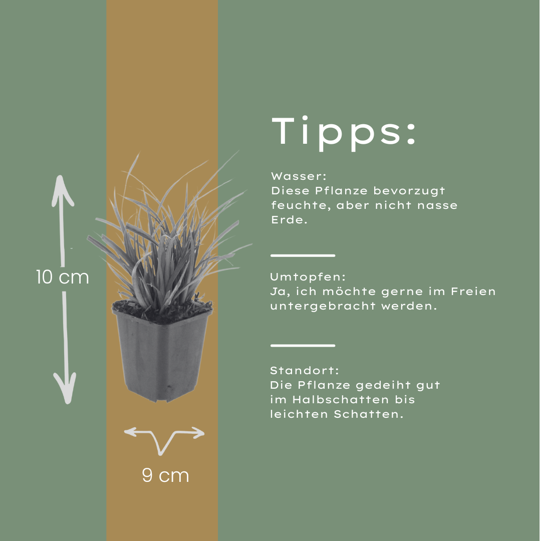 Japan-Segge Carex morrowii – 6 Pflanzen – Immergrünes Ziergras – 10-25cm – Ø9cm – Schattengeeignet für Beet & Bodendecker - Oasis of Life