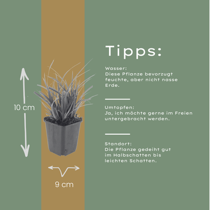 Japan-Segge Carex morrowii – 6 Pflanzen – Immergrünes Ziergras – 10-25cm – Ø9cm – Schattengeeignet für Beet & Bodendecker - Oasis of Life