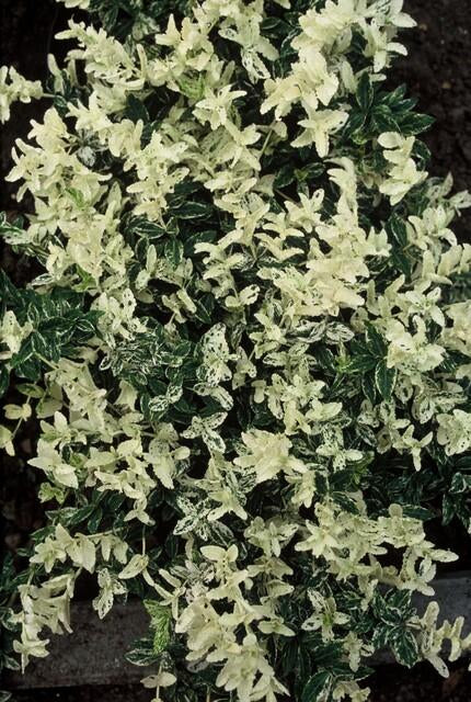 Kriechspindel – Euonymus fortunei 'Harlequin' – ↕10-25 cm – Ø9 cm – 6 Pflanzen – Bodendecker – Buntlaub – Sonne & Schatten – Pflegeleicht – Winterhart 