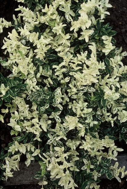 Kriechspindel – Euonymus fortunei 'Harlequin' – ↕10-25 cm – Ø9 cm – 6 Pflanzen – Bodendecker – Buntlaub – Sonne & Schatten – Pflegeleicht – Winterhart 
