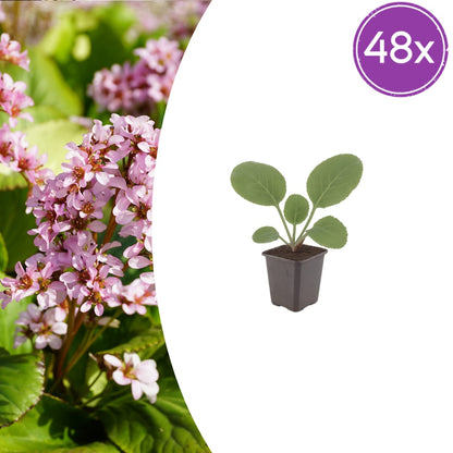 Schusterblume Bergenia cordifolia – 48 Pflanzen – 10-25cm – Ø9cm – Immergrüne Staude mit rosa Blüten – Winterharte Gartenpflanze für Beet, Schatten & Bodendecker - Oasis of Life