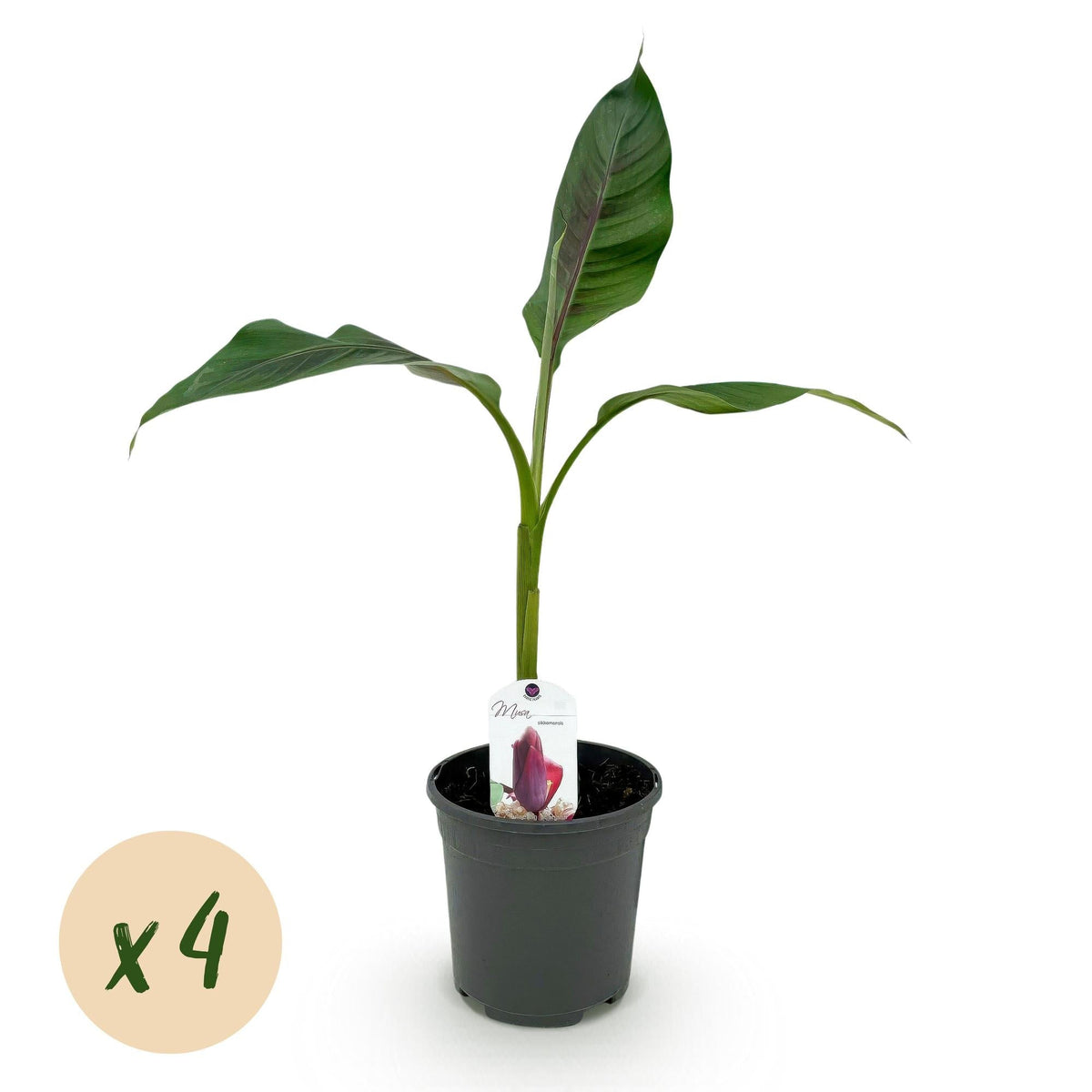 Bananenpflanze Musa sikkimensis Red Tiger – Winterhart – 4 Pflanzen – Ø17 cm – Höhe ca. 40 cm – Exotisches Flair für Garten & Terrasse 