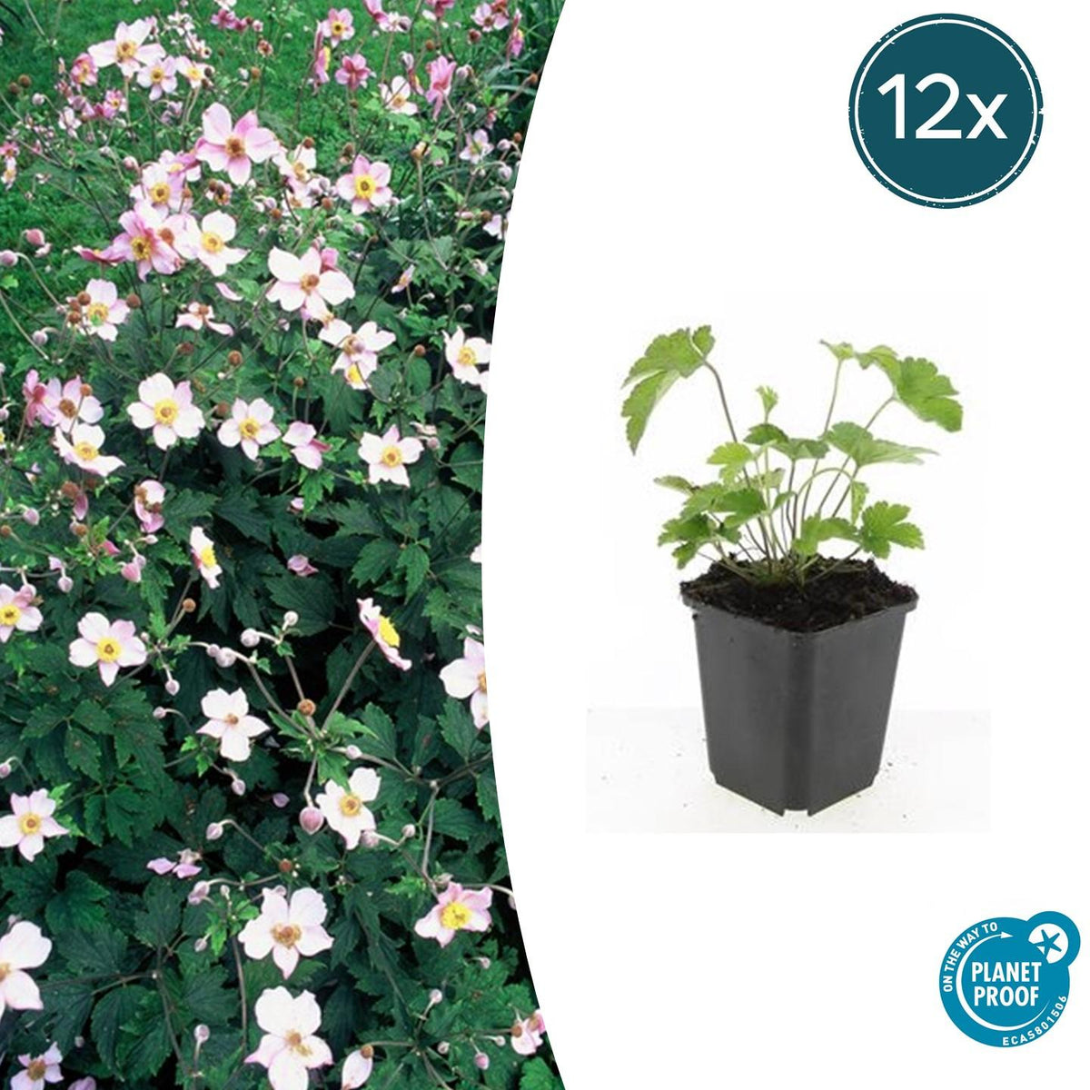 Filzige Herbst-Anemone Anemone tom. 'Robustissima' – ↕10-25cm – Ø9cm – 12 Pflanzen – Purpurblau – Sommer & Herbstblüher – Halbschatten – Pflegeleicht 