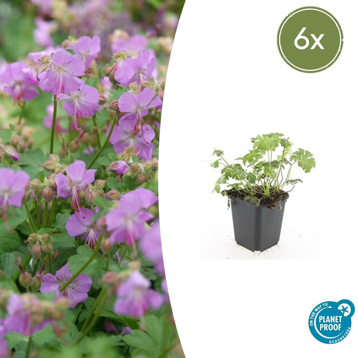 Storchschnabel Geranium cantabrigiense 'Cambridge' – ↕10-25cm – Ø9cm – 6 Pflanzen – Rosa Blüten – Niedrig wachsender Bodendecker – Pflegeleicht 