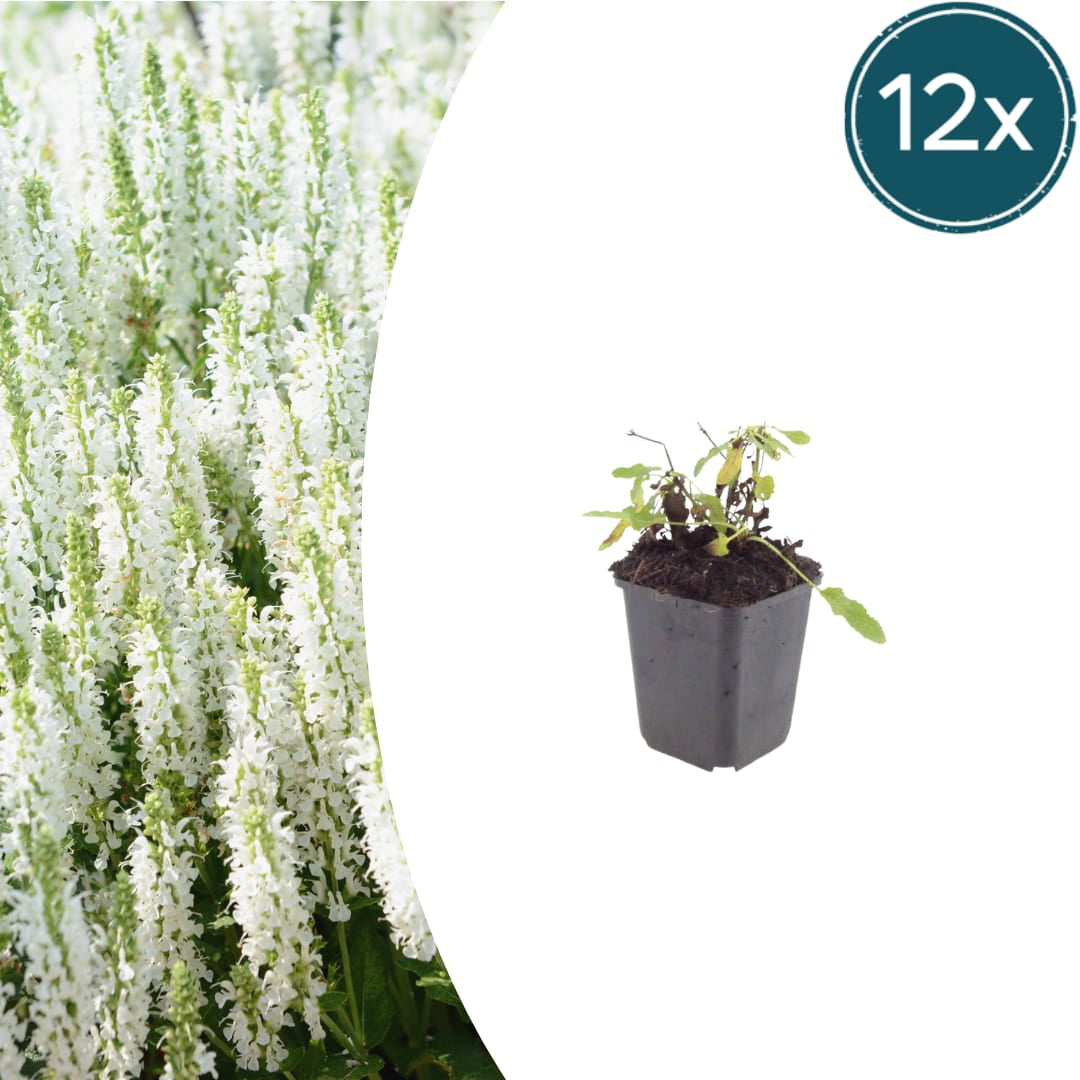 Salvia nemorosa Schneehügel – 12 Pflanzen – Ø9cm – Höhe 10-25cm – Steppensalbei – Hellblaue Blütenähren – Bienenfreundlich für Beet & Steingarten - Oasis of Life
