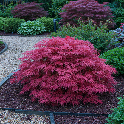 Japanischer Ahorn – Acer palmatum 'Pink Dwarf' – ca. 70 cm hoch – Ø19 cm – rosa Frühlingslaub – kompakte Balkon- & Gartenpflanze 