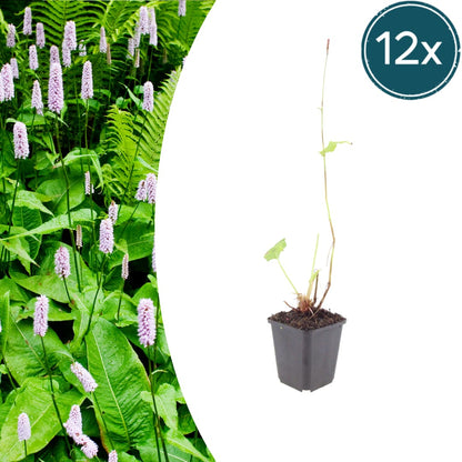 Persicaria amplexicaulis Alba Winterharte Staude Ø9cm 12 Stück