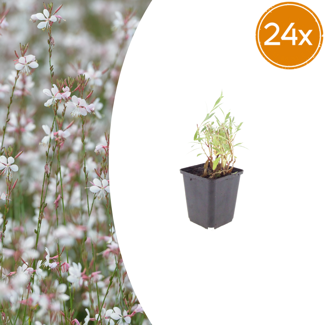 Gaura lindheimeri Prachtkerze – Ø9cm – Höhe 10-25cm – Weiße Rosa Blüten – Sommerblühende Staude – Ansicht 12