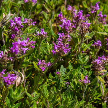 Thymus serpyllum Pflanzenset – 6 kräftige Sand-Thymian Pflanzen Ø9cm – Duftender Bodendecker für sonnige Standorte – Winterharte Kriechpflanze für Garten Wege Steinfugen Terrasse Bienenfreundlich 