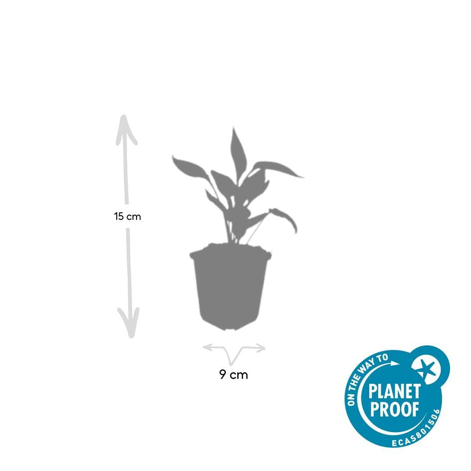 Scheinsonnenhut – Echinacea purpurea 'White Swan' – ↑10-25cm – Ø9cm – 6 Pflanzen – Weiße Blüten, Bienen- und Schmetterlingsfreundlich, pflegeleicht, robuste Staude 