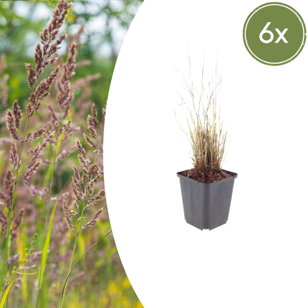 Calamagrostis brachytricha Ø9cm 6 Stück