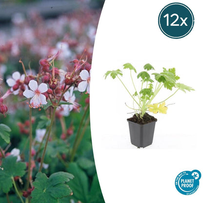 Felsen-Storchschnabel Geranium macrorrhizum 'Spessart' – Winterharter Bodendecker – 12 Pflanzen – Ø9 cm Töpfe – Höhe 10-25 cm – Weiße Blüten & grünes Laub – Ideal für Steingärten & Beete 