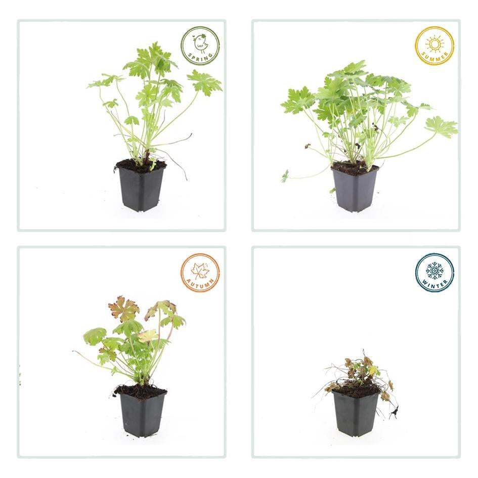Balkan-Storchschnabel – Geranium macrorrhizum – 6 Pflanzen – Bodendecker – Winterhart – Duftende Blätter – Ø9cm ↕10-25cm 