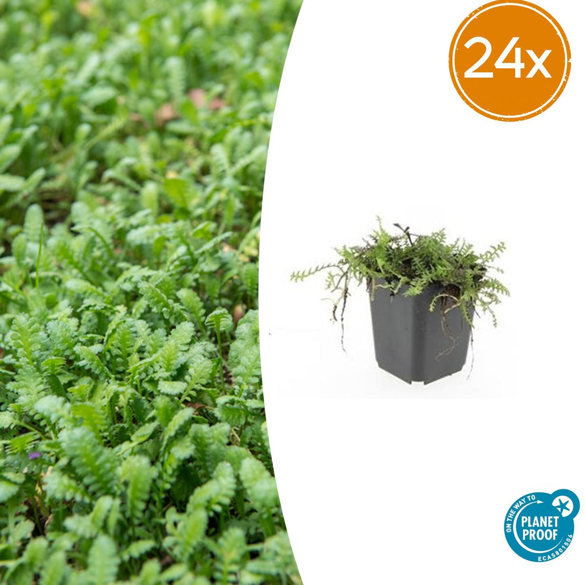 Leptinella squalida – Bodendecker – 24 Pflanzen – Ø9cm – ↕10–25cm – Immergrün & trittfest – Für Schatten & feuchte Standorte – Pflegeleicht & robust 