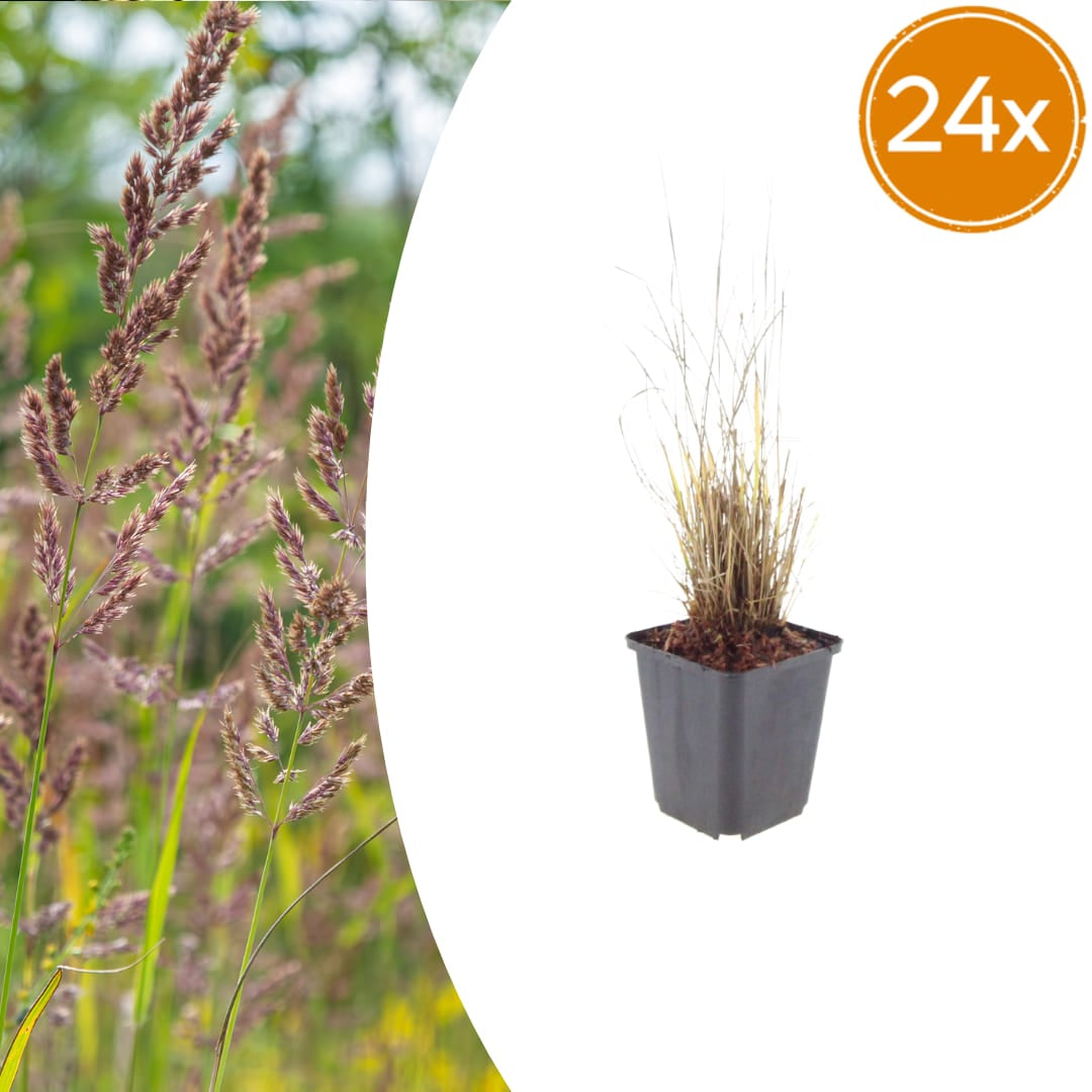 Diamantgras Calamagrostis brachytricha Ø9cm 24 Stück