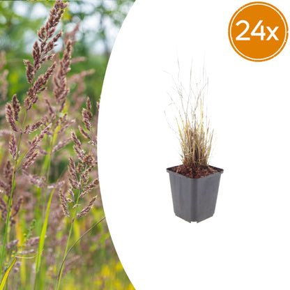 Diamantgras Calamagrostis brachytricha Ø9cm 24 Stück