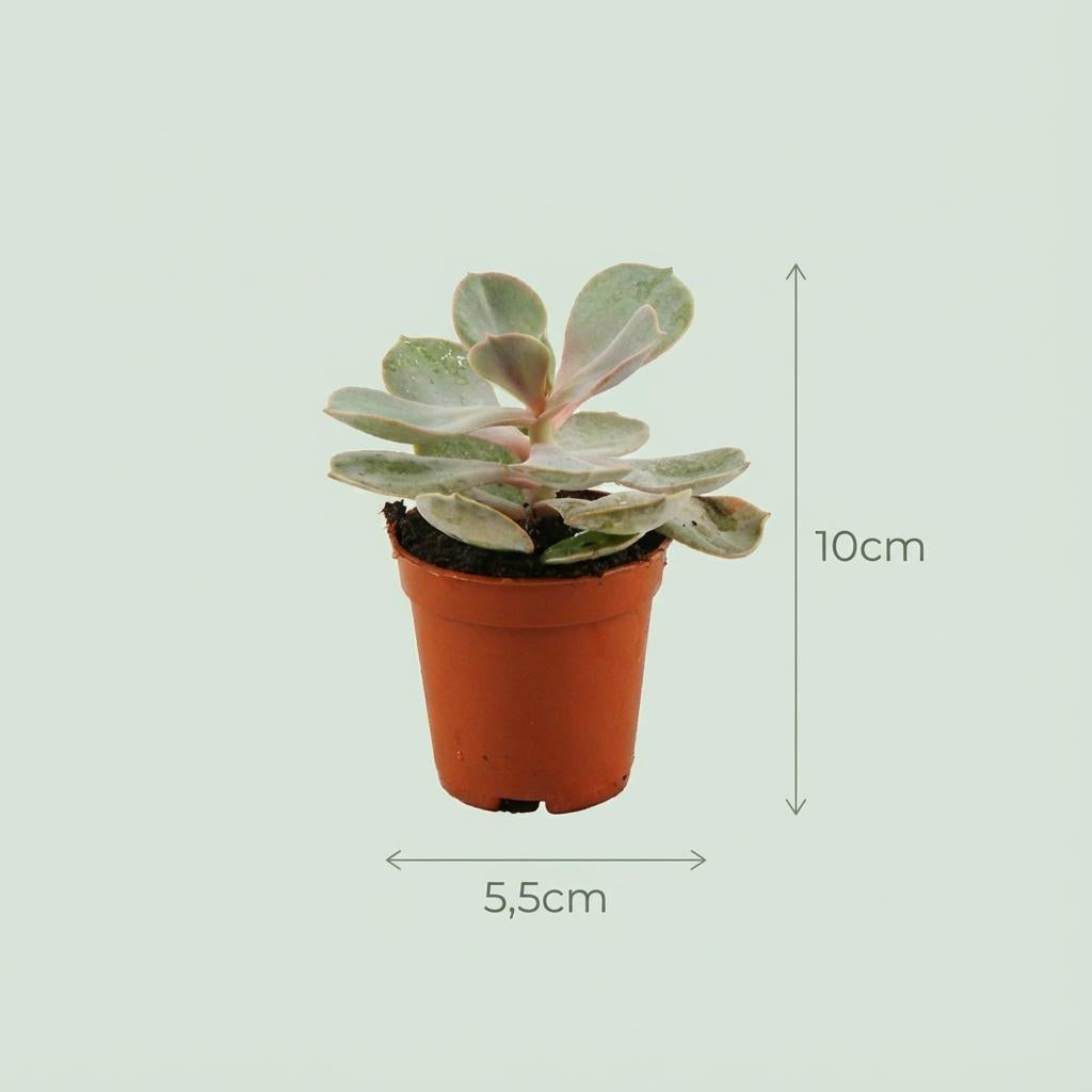 Mini Sukkulenten Mix – 3 Pflanzen – Ø8,1cm Terrakottatöpfe – Höhe 5–10cm – Pflegeleichte Zimmerpflanzen – Ideal für Fensterbank Büro & Wohnraum 
