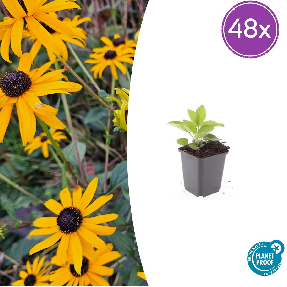 Rudbeckia fulgida 'Goldsturm' – Goldgelber Sonnenhut – 48 Pflanzen – ↕10-25cm – Ø9cm – Bienen- & schmetterlingsfreundliche Staude – Sehr winterhart 