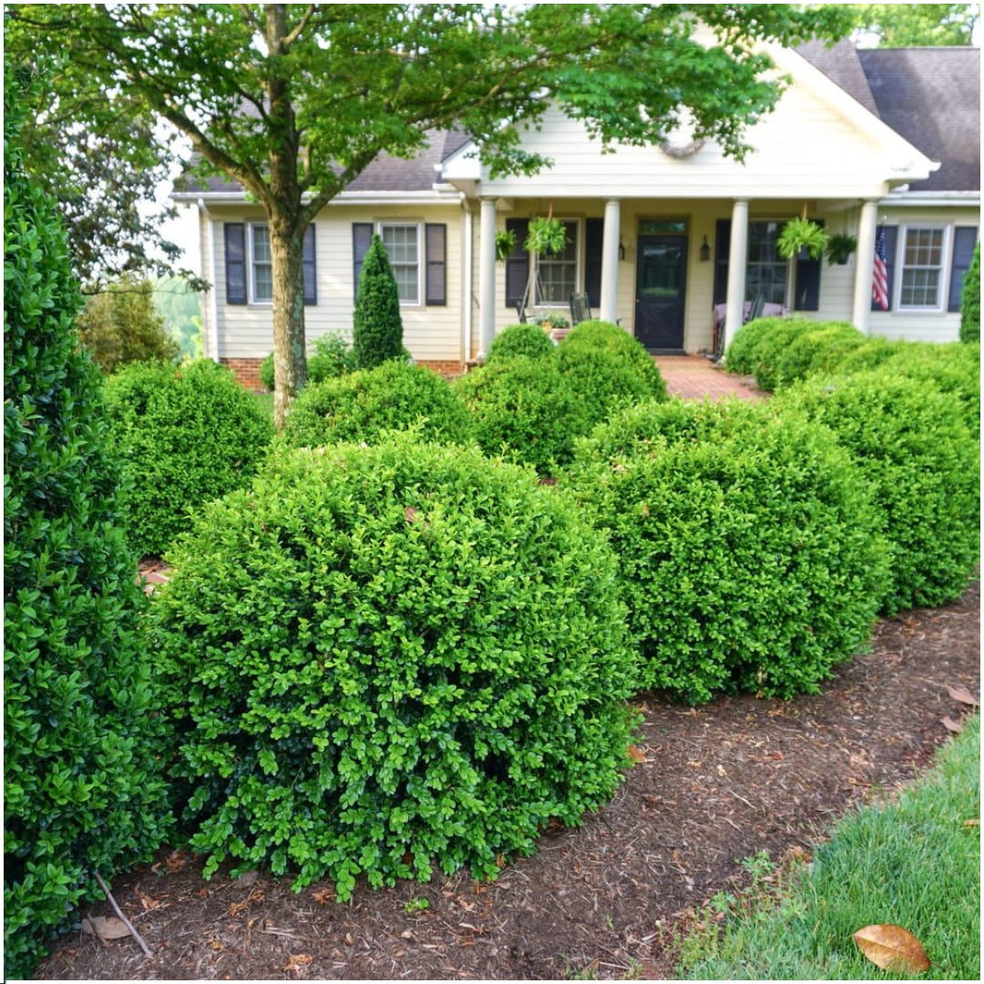 Buchsbaum – Buxus NewGen Freedom – 12 Pflanzen – Ø7 cm Topf – ca. 15 cm hoch – winterhart & pilzresistent – ideal für Hecken & Formschnitt 