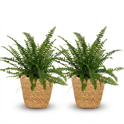 Green boutiQ - Zimmerpflanze - Nephrolepsis exaltata Green Lady - Farn - Haustierfreundliche Pflanze - Grün - 2 Pflanzen - mit Korb - Topf 12cm - Höhe 25cm 