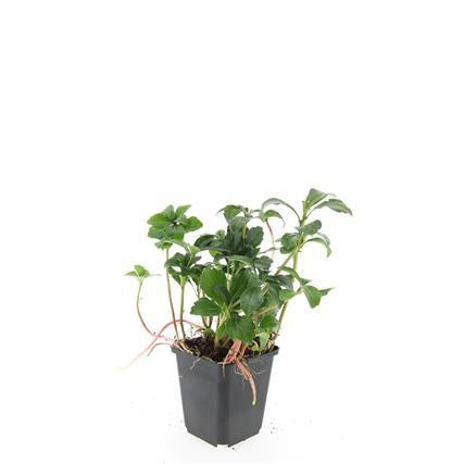 Pachysandra terminalis 'Green Sheen' – 24 Pflanzen – ↕10-25 cm – Ø9 cm – Immergrüner Bodendecker – Winterhart – Schattengarten 