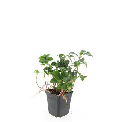 Pachysandra terminalis 'Green Sheen' – 24 Pflanzen – ↕10-25 cm – Ø9 cm – Immergrüner Bodendecker – Winterhart – Schattengarten 