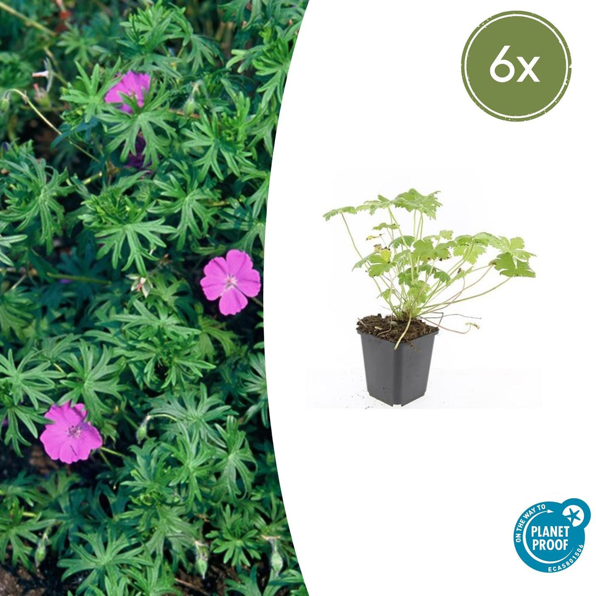 Blut-Storchschnabel Geranium 'Tiny Monster' – ↕10-25cm – Ø9cm – 6 Pflanzen – Kompakte, sommerblühende Staude für Beet, Kübel & Bodendecker – Pflegeleicht & robust 
