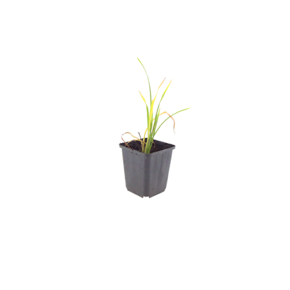 Hemerocallis Stella de Oro Dauerblühende Staude Ø9cm 6 Stück
