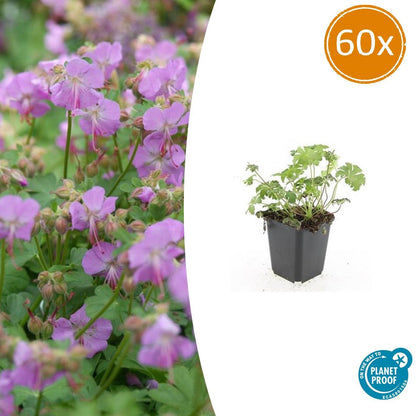 Storchschnabel – Geranium cantabrigiense 'Cambridge' – Ø9cm – 10-25 cm – 60 Pflanzen – pflegeleichter Bodendecker, rosa Blüten, bienenfreundlich 