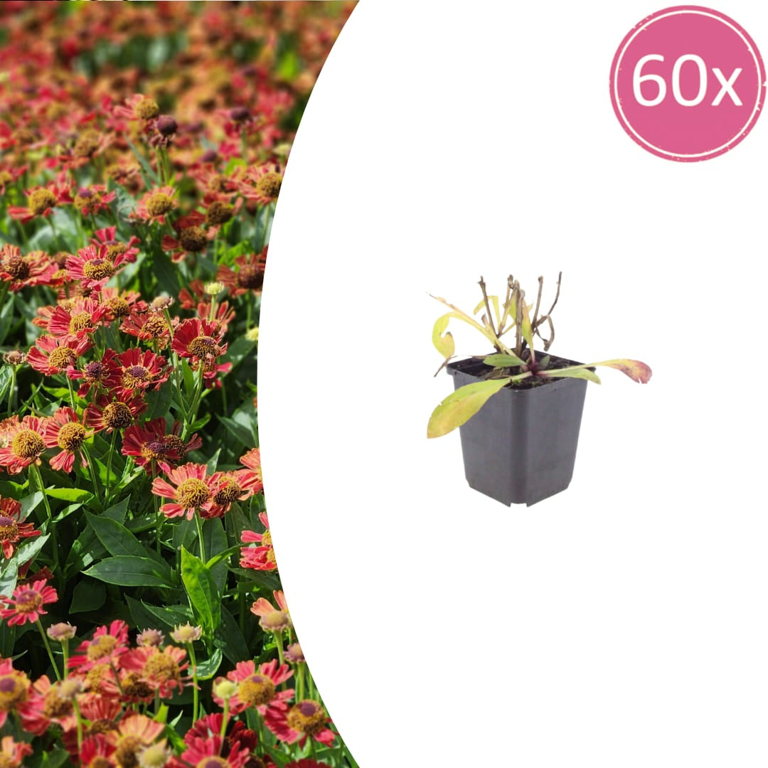 Helenium Moerheim Beauty Sonnenbraut Staude Ø9cm 60 Stück