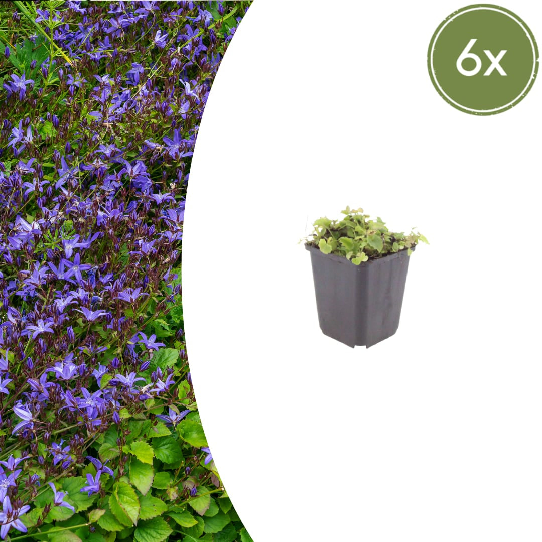 Campanula poscharskyana Winterharte Bodendecker Staude Ø9cm 6 Stück