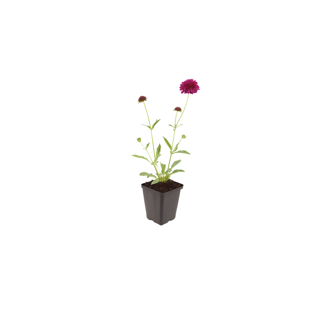 Knautia macedonica Winterharte Staude Ø9cm 6 Stück