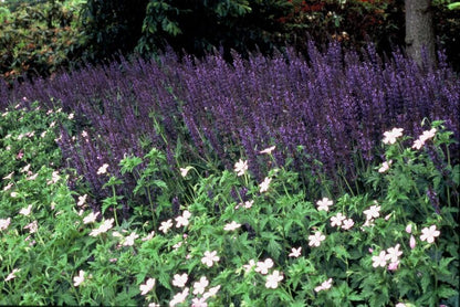 Salvia nemorosa 'Mainacht' – Blau blühender Steppensalbei – 24 Pflanzen – bienenfreundlich & trockenheitstolerant – ↕10-25cm – Ø9cm 