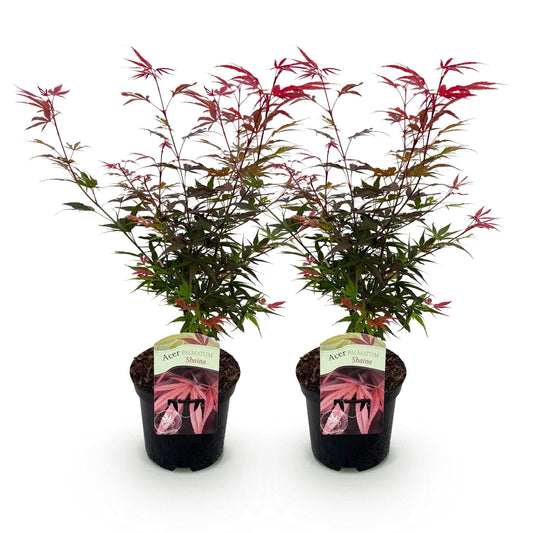 Japanischer Ahorn – Acer palmatum 'Shaina' – 2 Pflanzen – ca. 70 cm hoch – Topf Ø19 cm – tiefrote Blätter – Balkon- & Gartenpflanze 