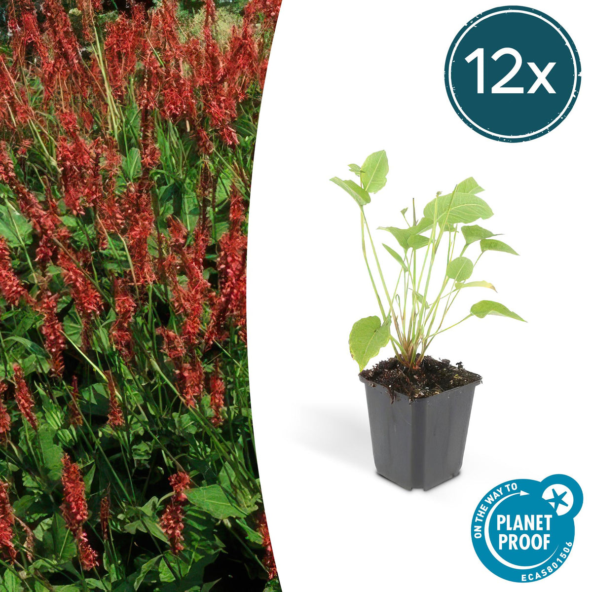 Kerzenknöterich Persicaria amplexicaulis – ↕10-25cm – Ø9cm – 12 Pflanzen – Rote Blüten – Sonnig & Halbschatten – Pflegeleichte Staude 
