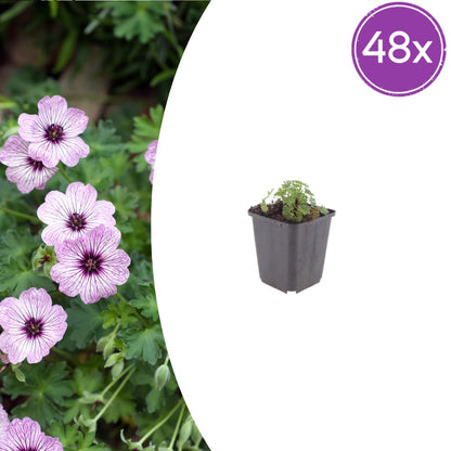 Geranium cinereum Ballerina Winterharte Staude Ø9cm 48 Stück