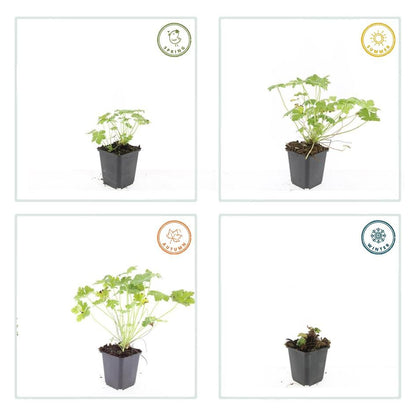 Storchschnabel Geranium macrorrhizum 'Czakor' – ↕10-25cm – Ø9cm – 6 Pflanzen – Tiefrosa Blüten – Aromatisches Laub – Robuster Bodendecker 