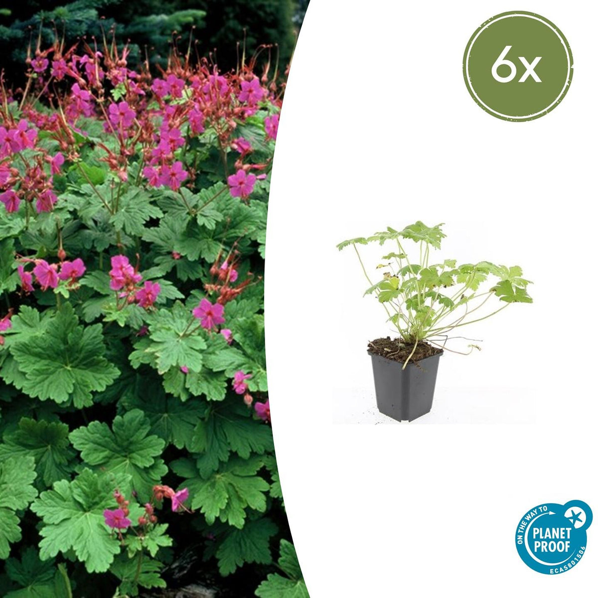 Storchschnabel Geranium macrorrhizum 'Czakor' – ↕10-25cm – Ø9cm – 6 Pflanzen – Tiefrosa Blüten – Aromatisches Laub – Robuster Bodendecker 