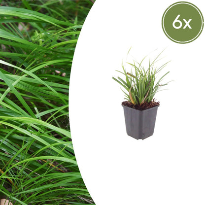 Japan-Segge Carex morrowii – 6 Pflanzen – Immergrünes Ziergras – 10-25cm – Ø9cm – Schattengeeignet für Beet & Bodendecker - Oasis of Life