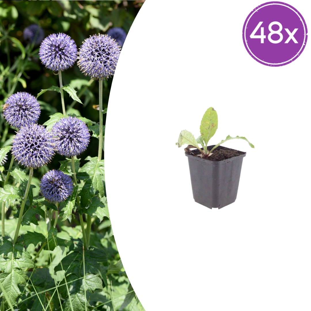 Kugeldistel Echinops ritro Trockenheitsresistente Staude für sonnige Beete Ø9cm 48 Stück