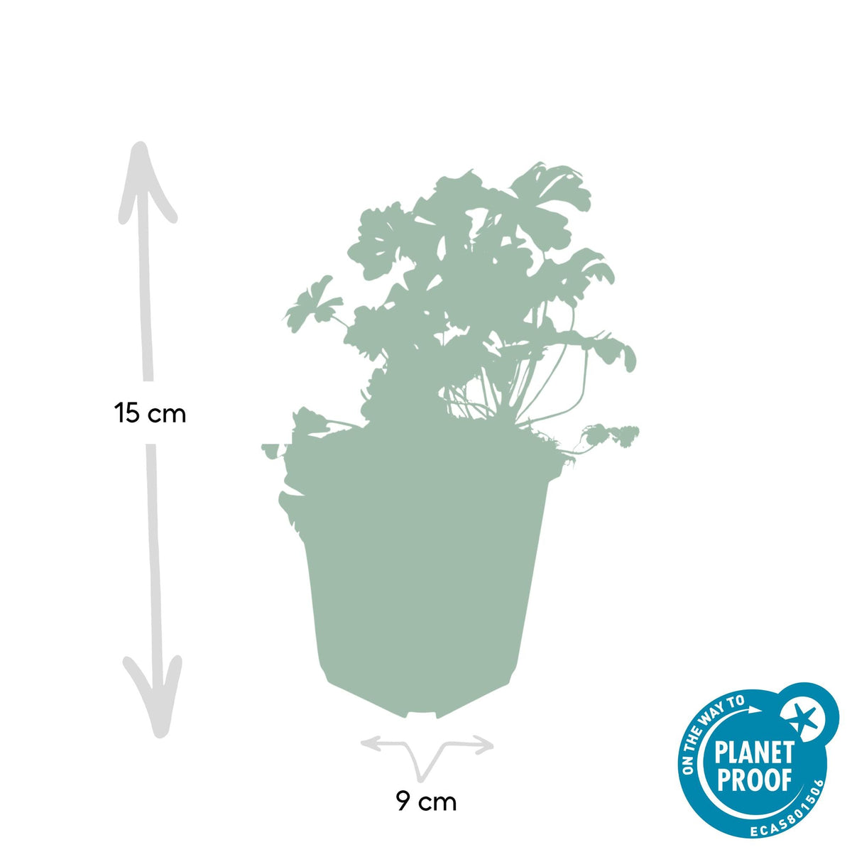 Cambridge Storchschnabel – Geranium cantabrigiense 'Biokovo' – ↕10-25 cm – Ø9 cm – 6 Pflanzen – Weiß-rosa Blüten – Bodendecker – Pflegeleicht – Sonne & Halbschatten 