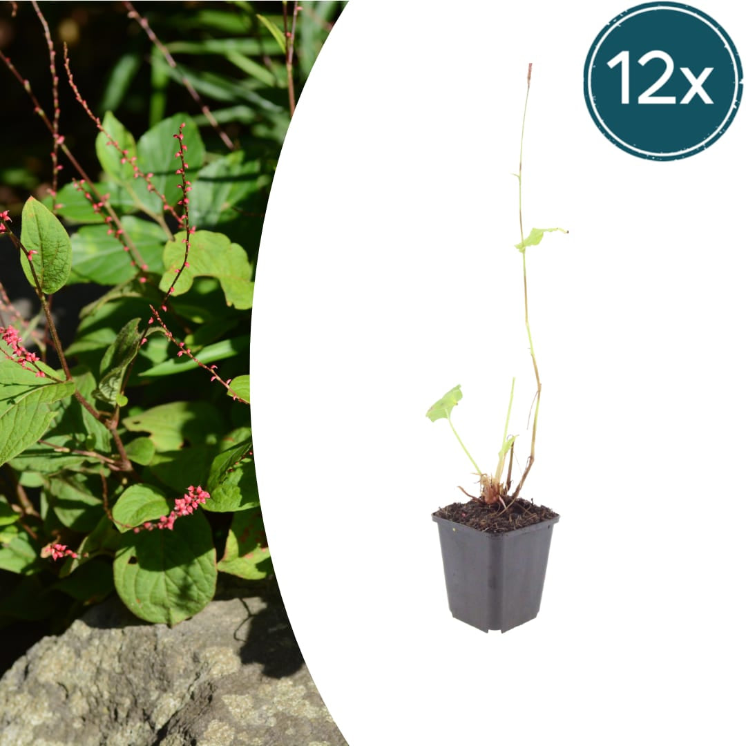 Persicaria amplexicaulis Speciosa Winterharte Staude Ø9cm 12 Stück