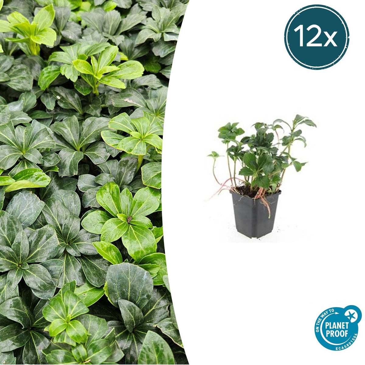 Schattengrün - Pachysandra terminalis 'Green Sheen' - ↕10-25cm - Ø9cm - 12 Pflanzen – Immergrüner Bodendecker – Winterhart & Pflegeleicht 