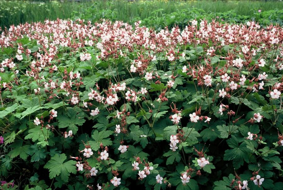 Felsen-Storchschnabel Geranium macrorrhizum 'Spessart' – Winterharter Bodendecker – 6 Pflanzen – Ø9 cm Töpfe – Höhe 10-25 cm – Weiße Blüten & grünes Laub – Ideal für Steingärten & Beete 