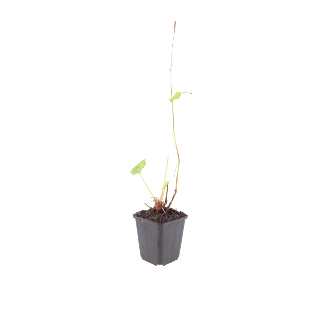 Persicaria amplexicaulis Alba Winterharte Staude Ø9cm 6 Stück