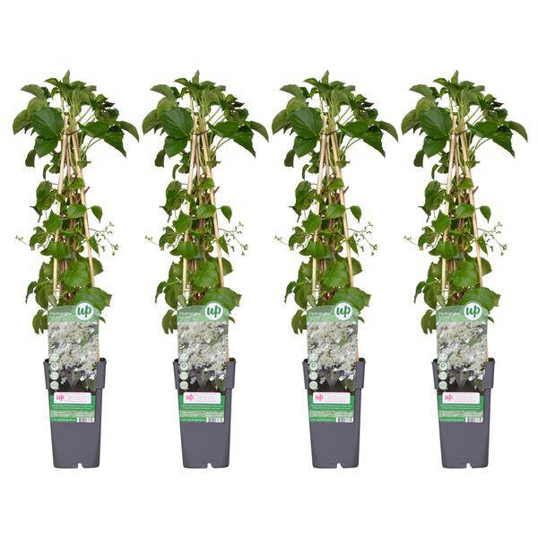 Kletter-Hortensie - Hortensie petiolaris - ↨65cm - Ø15cm - 4 Stück 